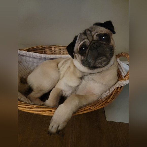 Meet your Posher, Maria - Picture 2 of 2